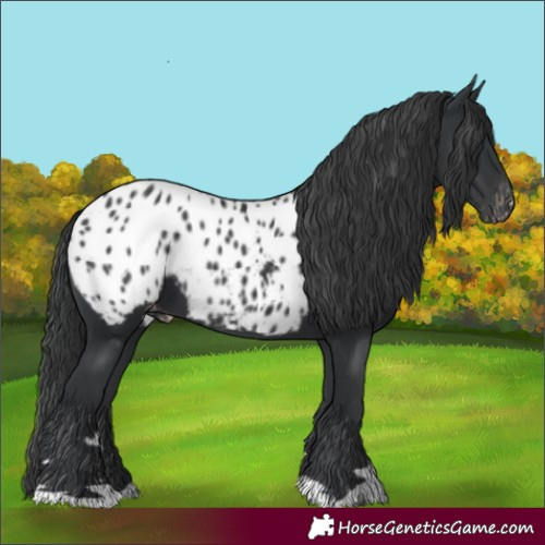 Horse Color:Black Appaloosa 