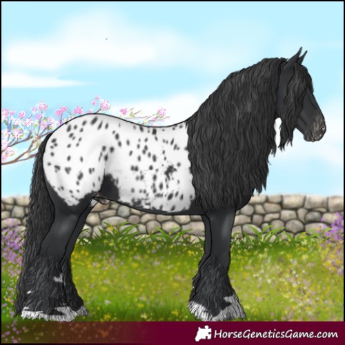 Horse Color:Black Blanket