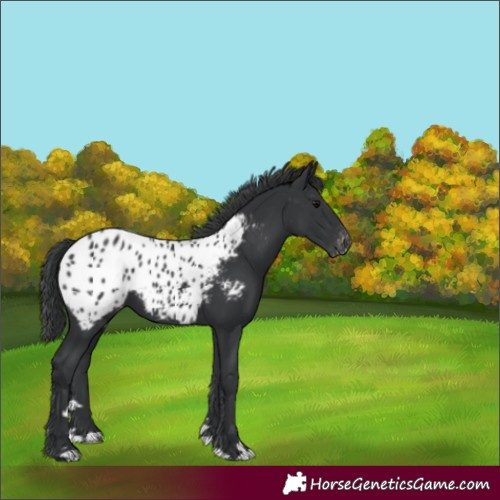 Horse Color:Black Appaloosa