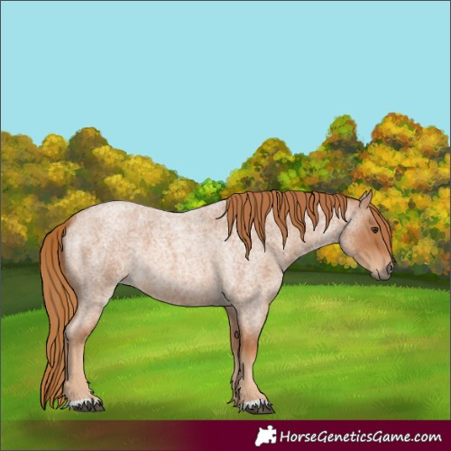 Horse Color:Red Roan