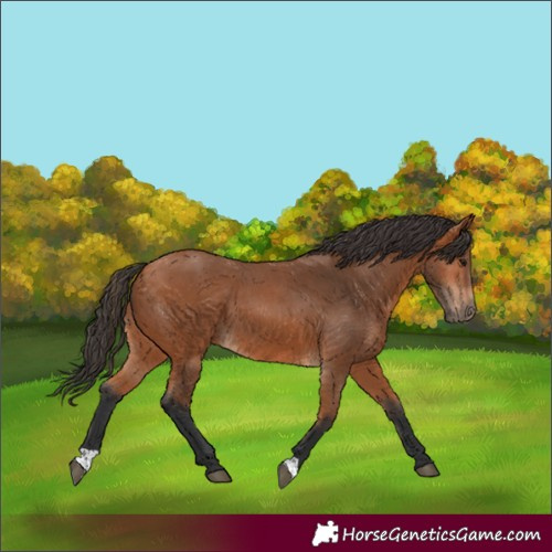 Horse Color:Bay 