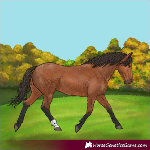 Horse Color:Unknown 