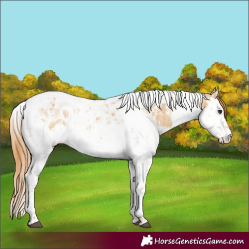 Horse Color:Red Dun Splash Tobiano  and Red Dun Splash Tobiano 