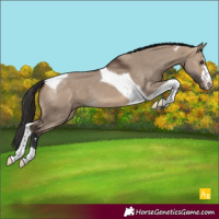 Horse Color:Bay Dun Tobiano 
