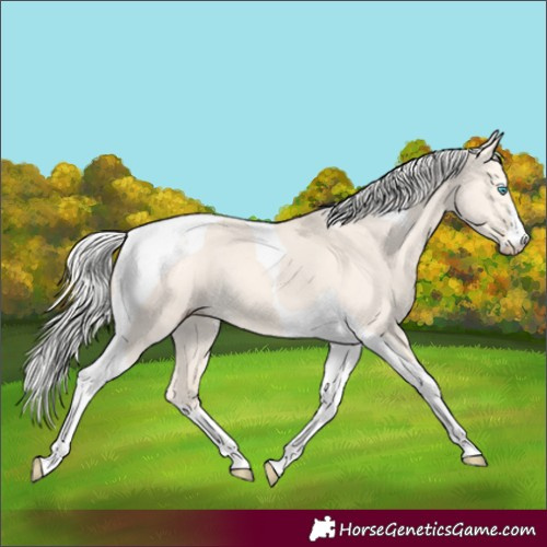Horse Color:Silver Perlino Dun Tobiano