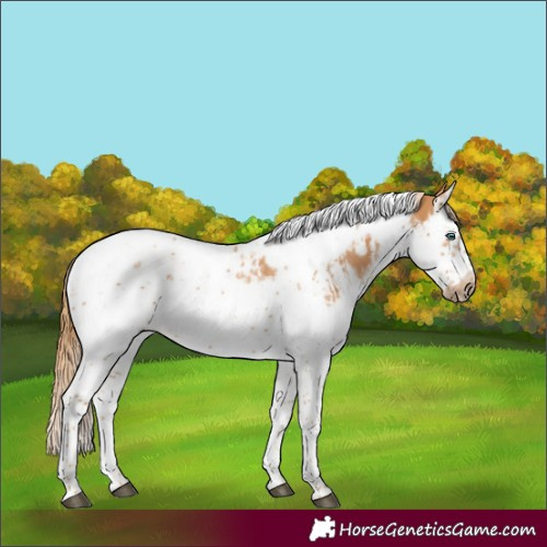 Horse Color:Chestnut Splash Tobiano Frame  and Chestnut Splash Tobiano Frame 