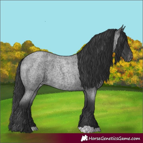 Horse Color:Blue Roan Appaloosa