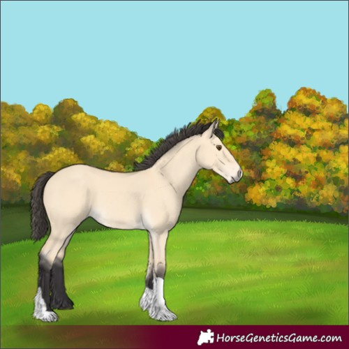 Horse Color:Buckskin Dun Tobiano