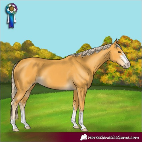 Horse Color:Palomino 