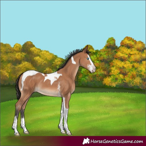 Horse Color:Bay Sabino Splash Tobiano 