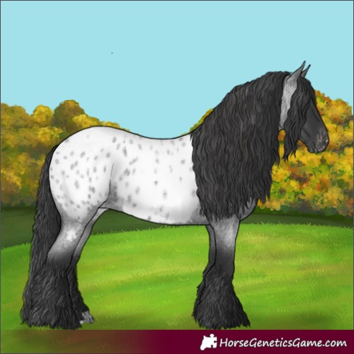 Horse Color:Blue Roan Near Leopard 