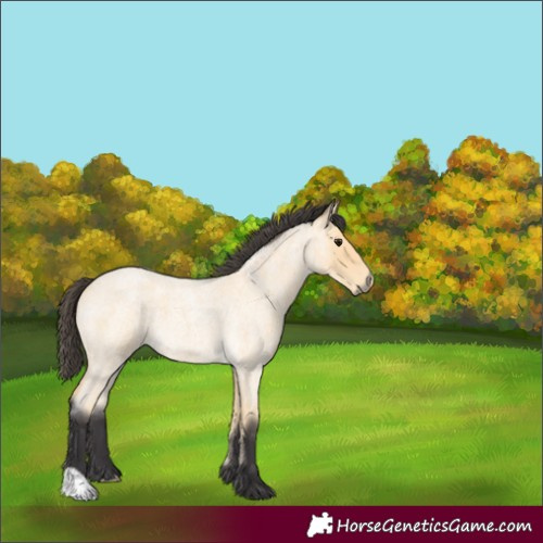 Horse Color:Buckskin Roan
