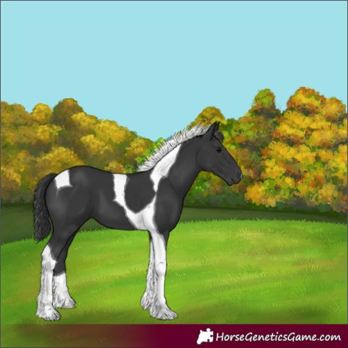 Horse Color:Black Tobiano