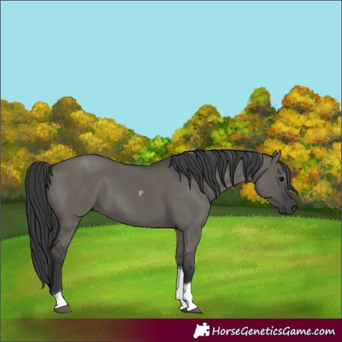 Horse Color:Grullo Tobiano 