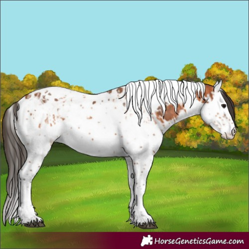 Horse Color:Bay Splash Tobiano  and Bay Splash Tobiano 