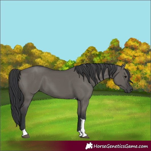 Horse Color:Grullo Tobiano
