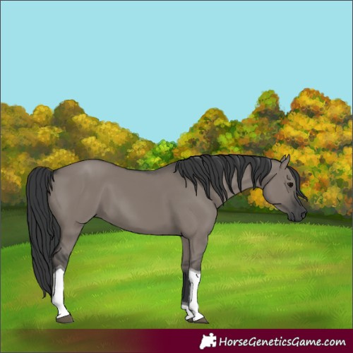 Horse Color:Grullo Tobiano 