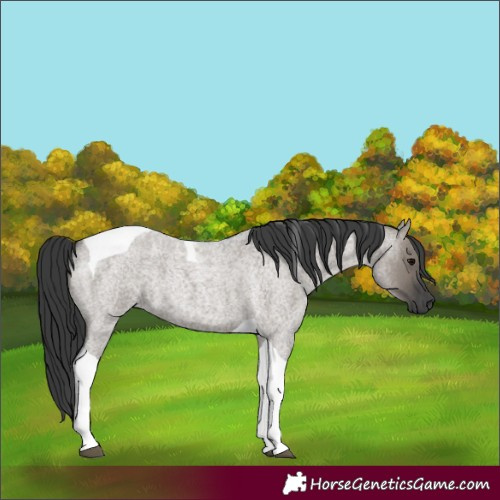 Horse Color:Grullo Roan Tobiano 