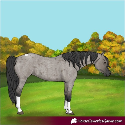 Horse Color:Grullo Roan Tobiano 