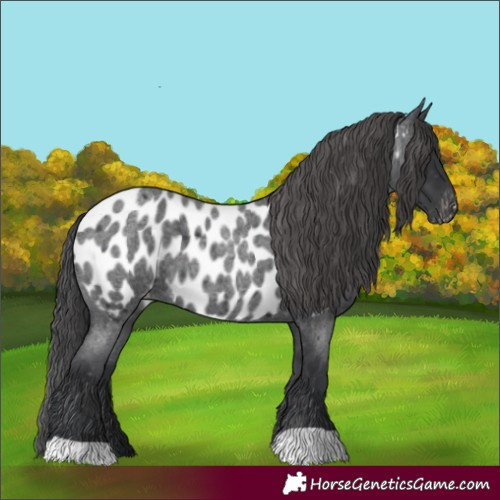 Horse Color:Blue Roan Near Leopard