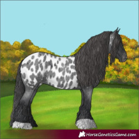 Horse Color:Blue Roan Appaloosa 