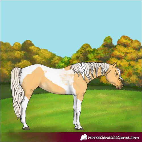 Horse Color:Silver Buckskin Dun Tobiano 