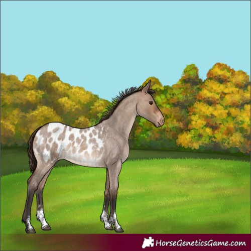 Horse Color:Brown Roan Dun Sabino Appaloosa 