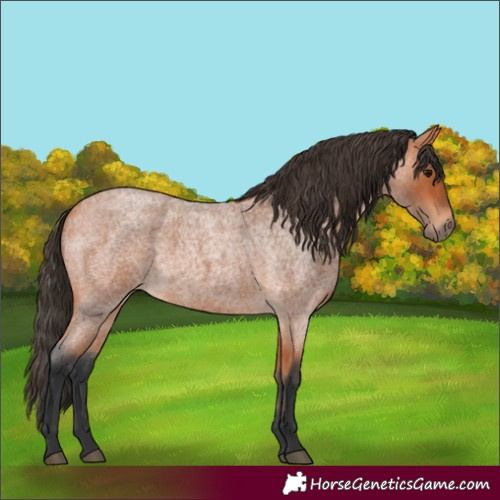 Horse Color:Bay Roan Rabicano