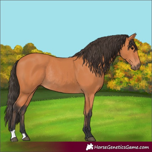 Horse Color:Bay Rabicano