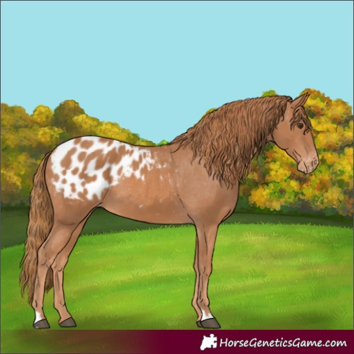 Horse Color:Chestnut Appaloosa