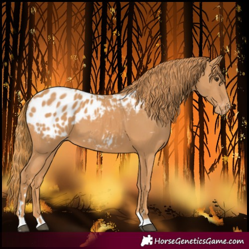 Horse Color:Chestnut Blanket 