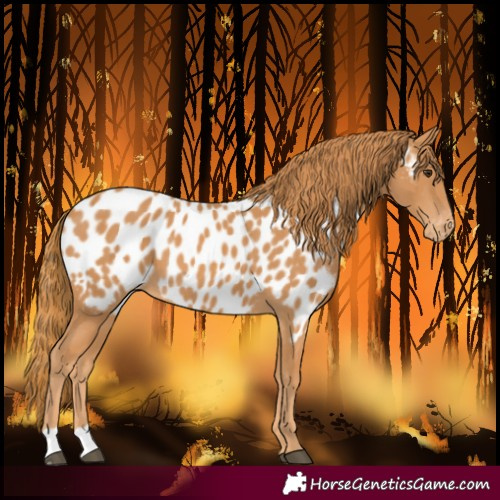 Horse Color:Chestnut Near Leopard
