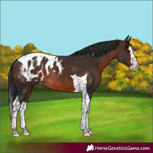 Horse Color:Brown Splash Tobiano Appaloosa Rabicano 