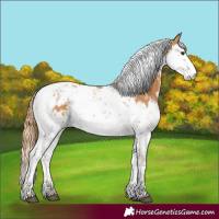 Horse Color:Chestnut Splash Tobiano and Chestnut Splash Tobiano