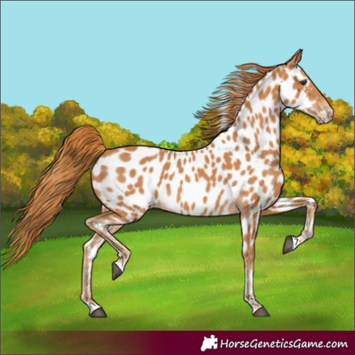 Horse Color:Chestnut Near Leopard 