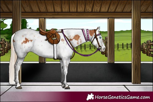 Horse Color:Chestnut Splash Tobiano  and Chestnut Splash Tobiano 