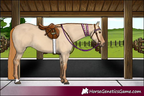 Horse Color:Red Dun