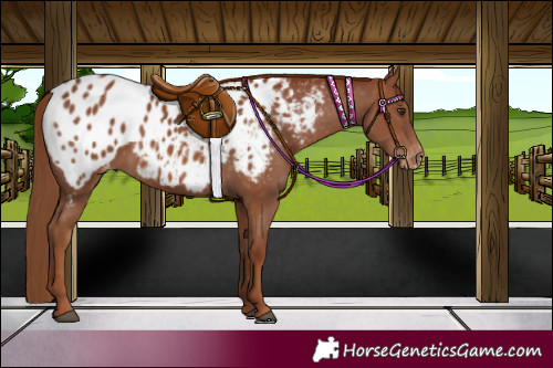 Horse Color:Chestnut Appaloosa