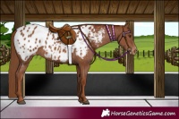 Horse Color:Chestnut Blanket 