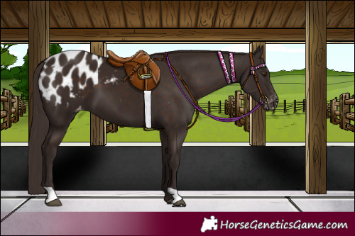 Horse Color:Liver Chestnut Appaloosa