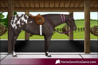 Horse Color:Liver Chestnut Appaloosa