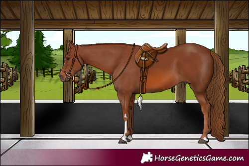 Horse Color:Chestnut 