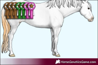 Horse Color:Buckskin Frame Appaloosa 