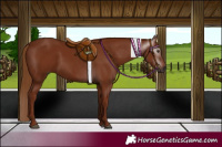 Horse Color:Gray Chestnut 