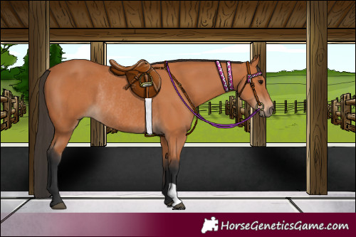 Horse Color:Bay Rabicano