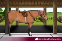 Horse Color:Bay Rabicano