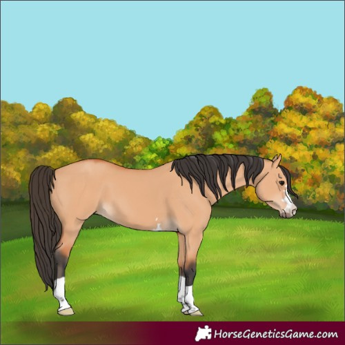 Horse Color:Bay Dun
