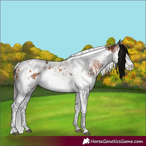 Horse Color:Bay Splash Tobiano and Gray Bay Splash Tobiano