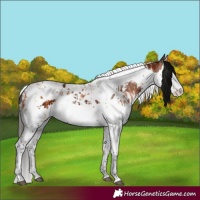 Horse Color:Bay Splash Tobiano  and Gray Bay Splash Tobiano 