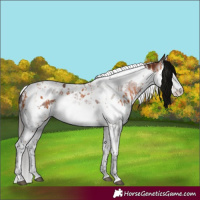 Horse Color:Bay Splash Tobiano and Gray Bay Splash Tobiano